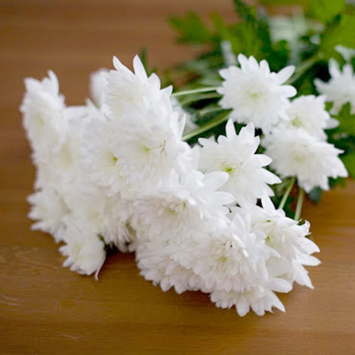White Daisies