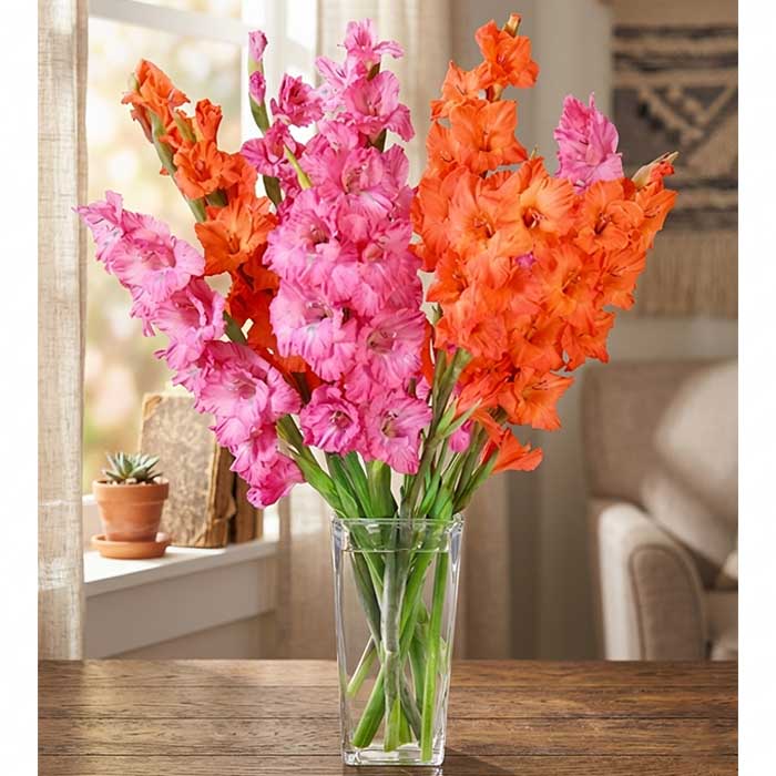 Pink & Orange Glads